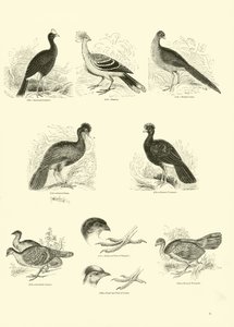 Pagina uit Het Picturale Museum van Geanimeerde Natuur