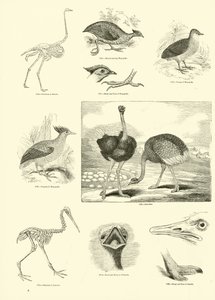 Pagina uit Het Picturale Museum van Geanimeerde Natuur