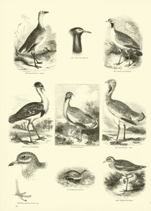 Pagina uit Het Picturale Museum van Geanimeerde Natuur door English School