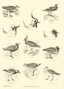 Pagina uit Het Picturale Museum van Geanimeerde Natuur