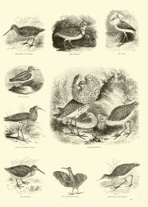 Pagina uit Het Picturale Museum van Geanimeerde Natuur door English School