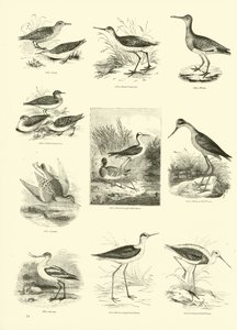 Pagina uit Het Picturale Museum van Geanimeerde Natuur door English School