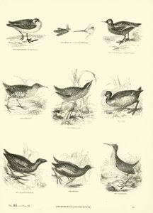 Pagina uit Het Picturale Museum van Geanimeerde Natuur
