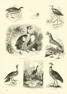 Pagina uit Het Picturale Museum van Geanimeerde Natuur door English School