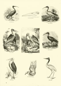Pagina uit Het Picturale Museum van Geanimeerde Natuur