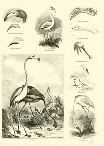 Pagina uit Het Picturale Museum van Geanimeerde Natuur door English School