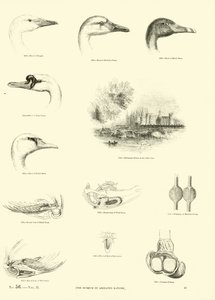 Pagina uit Het Picturale Museum van Geanimeerde Natuur