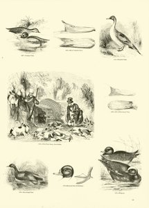 Pagina uit Het Picturale Museum van Geanimeerde Natuur door English School