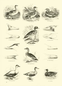 Pagina uit Het Picturale Museum van Geanimeerde Natuur door English School