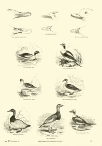 Pagina uit Het Picturale Museum van Geanimeerde Natuur