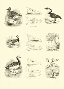 Pagina uit Het Picturale Museum van Geanimeerde Natuur