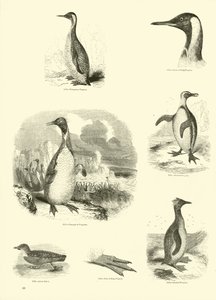 Pagina uit Het Picturale Museum van Geanimeerde Natuur