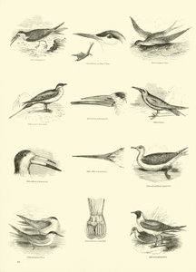 Pagina uit Het Picturale Museum van Geanimeerde Natuur door English School
