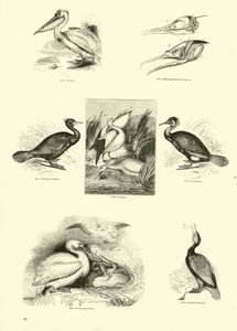 Pagina uit Het Picturale Museum van Geanimeerde Natuur door English School