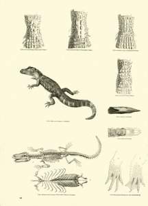 Pagina uit Het Picturale Museum van Geanimeerde Natuur