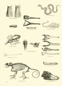 Pagina uit Het Picturale Museum van Geanimeerde Natuur