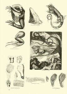Pagina uit Het Picturale Museum van Geanimeerde Natuur