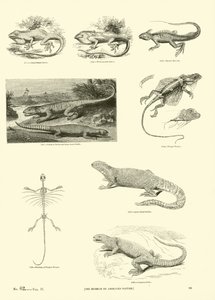 Pagina uit Het Picturale Museum van Geanimeerde Natuur door English School