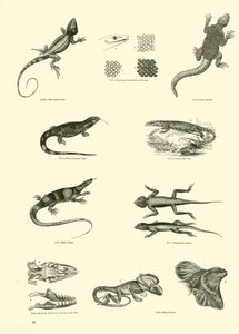 Pagina uit Het Picturale Museum van Geanimeerde Natuur door English School