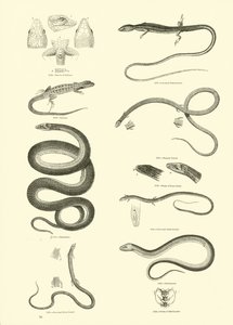 Pagina uit Het Picturale Museum van Geanimeerde Natuur door English School