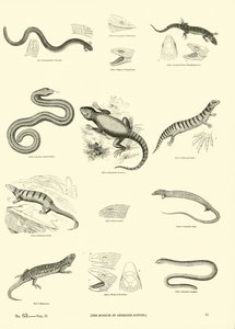 Pagina uit Het Picturale Museum van Geanimeerde Natuur