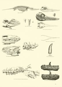 Pagina uit Het Picturale Museum van Geanimeerde Natuur door English School