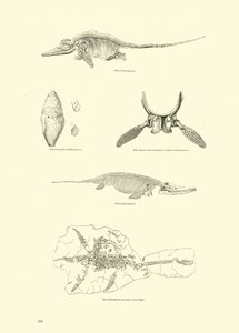 Pagina uit Het Picturale Museum van Geanimeerde Natuur