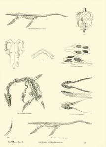 Pagina uit Het Picturale Museum van Geanimeerde Natuur