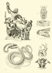 Pagina uit Het Picturale Museum van Geanimeerde Natuur