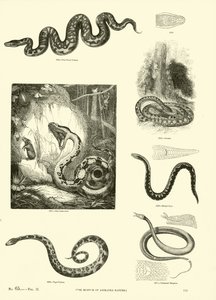 Pagina uit Het Picturale Museum van Geanimeerde Natuur door English School