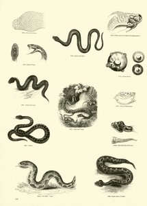 Pagina uit Het Picturale Museum van Geanimeerde Natuur door English School
