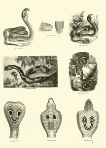 Pagina uit Het Picturale Museum van Geanimeerde Natuur