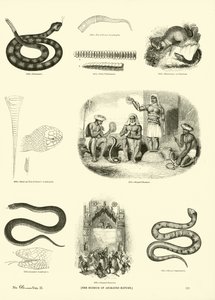 Pagina uit Het Picturale Museum van Geanimeerde Natuur door English School