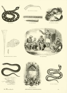 Pagina uit Het Picturale Museum van Geanimeerde Natuur door English School