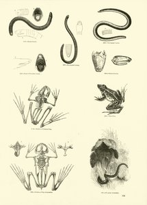 Pagina uit Het Picturale Museum van Geanimeerde Natuur door English School