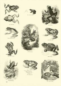 Pagina uit Het Picturale Museum van Geanimeerde Natuur