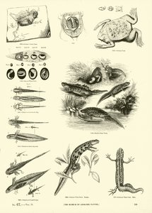 Pagina uit Het Picturale Museum van Geanimeerde Natuur door English School