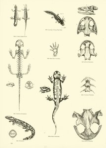 Pagina uit Het Picturale Museum van Geanimeerde Natuur