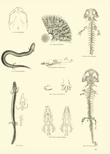 Pagina uit Het Picturale Museum van Geanimeerde Natuur door English School