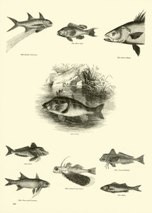Pagina uit Het Picturale Museum van Geanimeerde Natuur