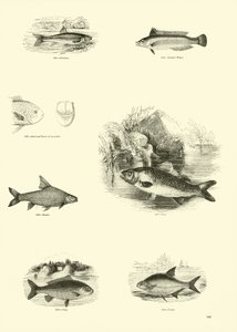 Pagina uit Het Picturale Museum van Geanimeerde Natuur