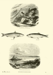 Pagina uit Het Picturale Museum van Geanimeerde Natuur