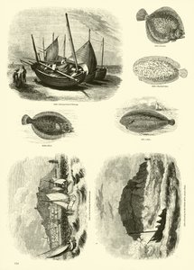 Pagina uit Het Picturale Museum van Geanimeerde Natuur