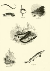 Pagina uit Het Picturale Museum van Geanimeerde Natuur door English School
