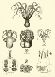 Pagina uit Het Picturale Museum van Geanimeerde Natuur door English School