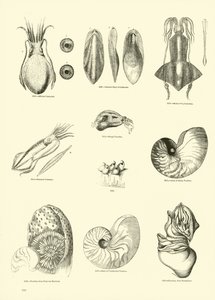 Pagina uit Het Picturale Museum van Geanimeerde Natuur door English School