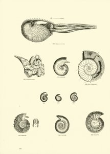 Pagina uit Het Picturale Museum van Geanimeerde Natuur door English School