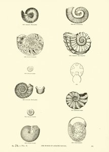 Pagina uit Het Picturale Museum van Geanimeerde Natuur door English School
