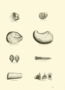 Pagina uit Het Picturale Museum van Geanimeerde Natuur
