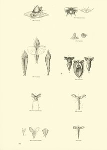 Pagina uit Het Picturale Museum van Geanimeerde Natuur door English School